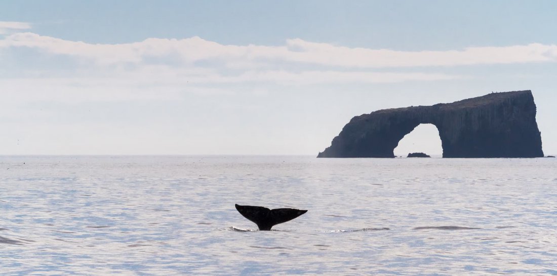 What You Need to Know About Whale Watching off Ventura whale watching channel islands ventura