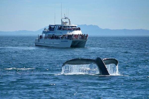 What You Need to Know About Whale Watching off Ventura whale watching island packers channel islands national park