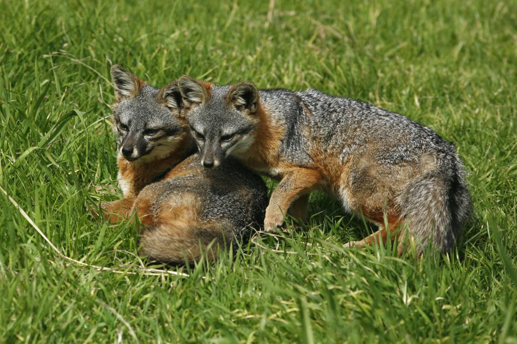Outdoor Activities in Ventura County: Ways to Get Active Hiking, Biking, and Swimming Island Foxes native to the Channel Islands hiking trails.