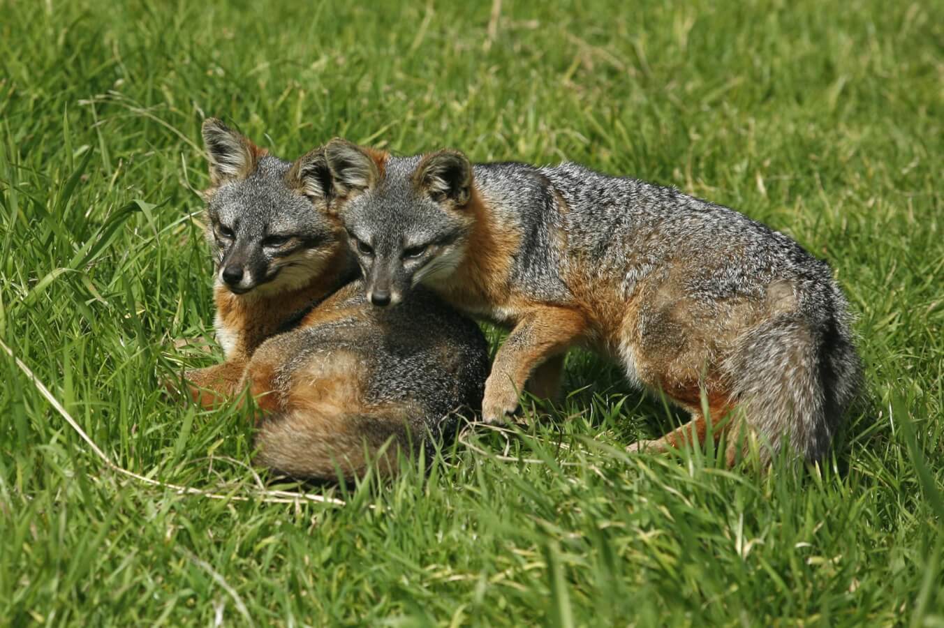Hiking at Channel Islands National Park Island Foxes native to the Channel Islands hiking trails.