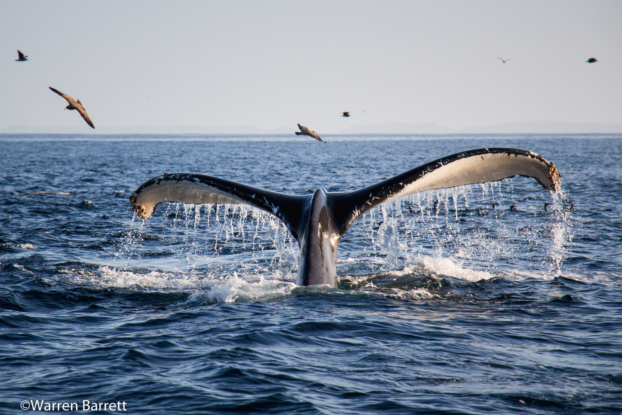Ventura Weather: What to Expect Each Season Whale watching by Warren Barrett