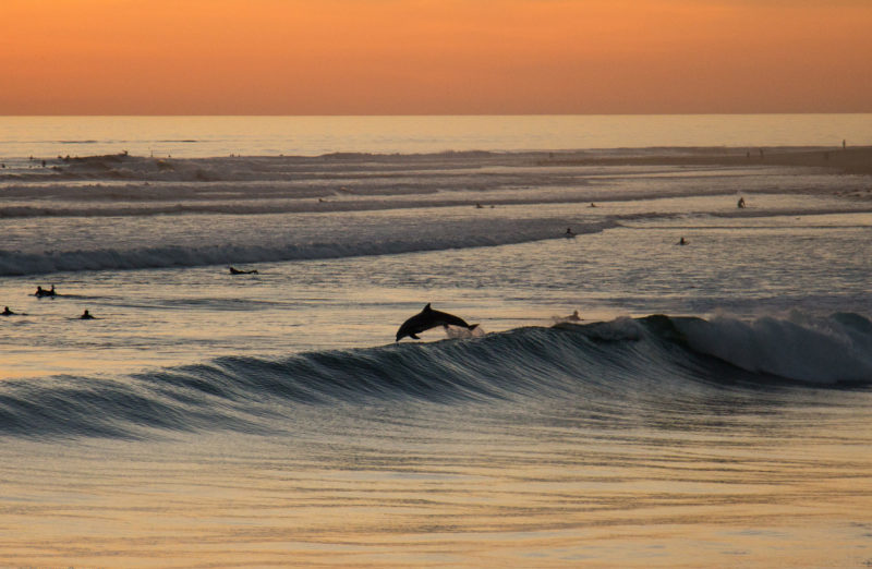 6 ways Venturans and dolphins are a lot alike