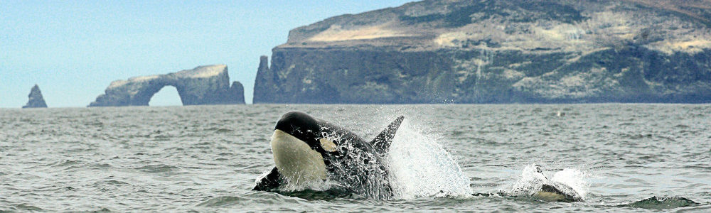 Channel Islands Whales