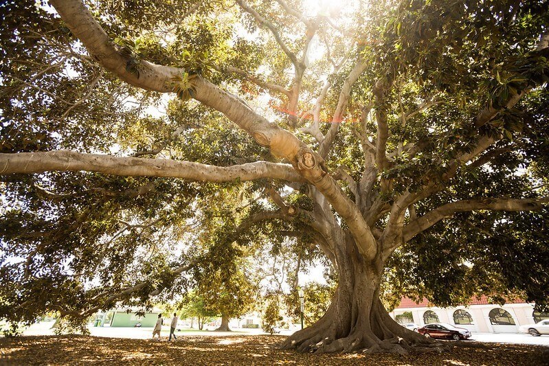 Quirky, Hidden, Unique Places in Ventura Morten Bay Fig tree ventura