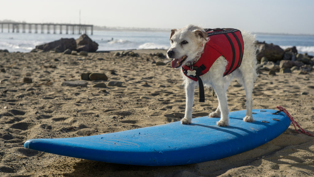 A Beginner's Guide to Surfing in Ventura 26073278554_cb7e54e465_k