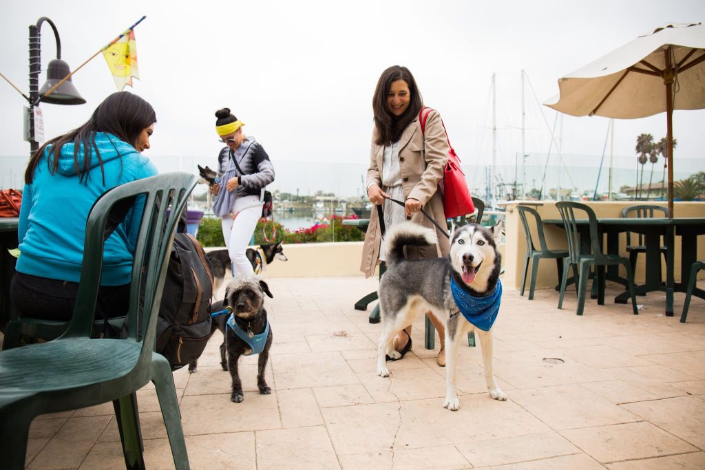 25 Top Dog Friendly Activities in Ventura, CA Dog friendly at Ventura Harbor