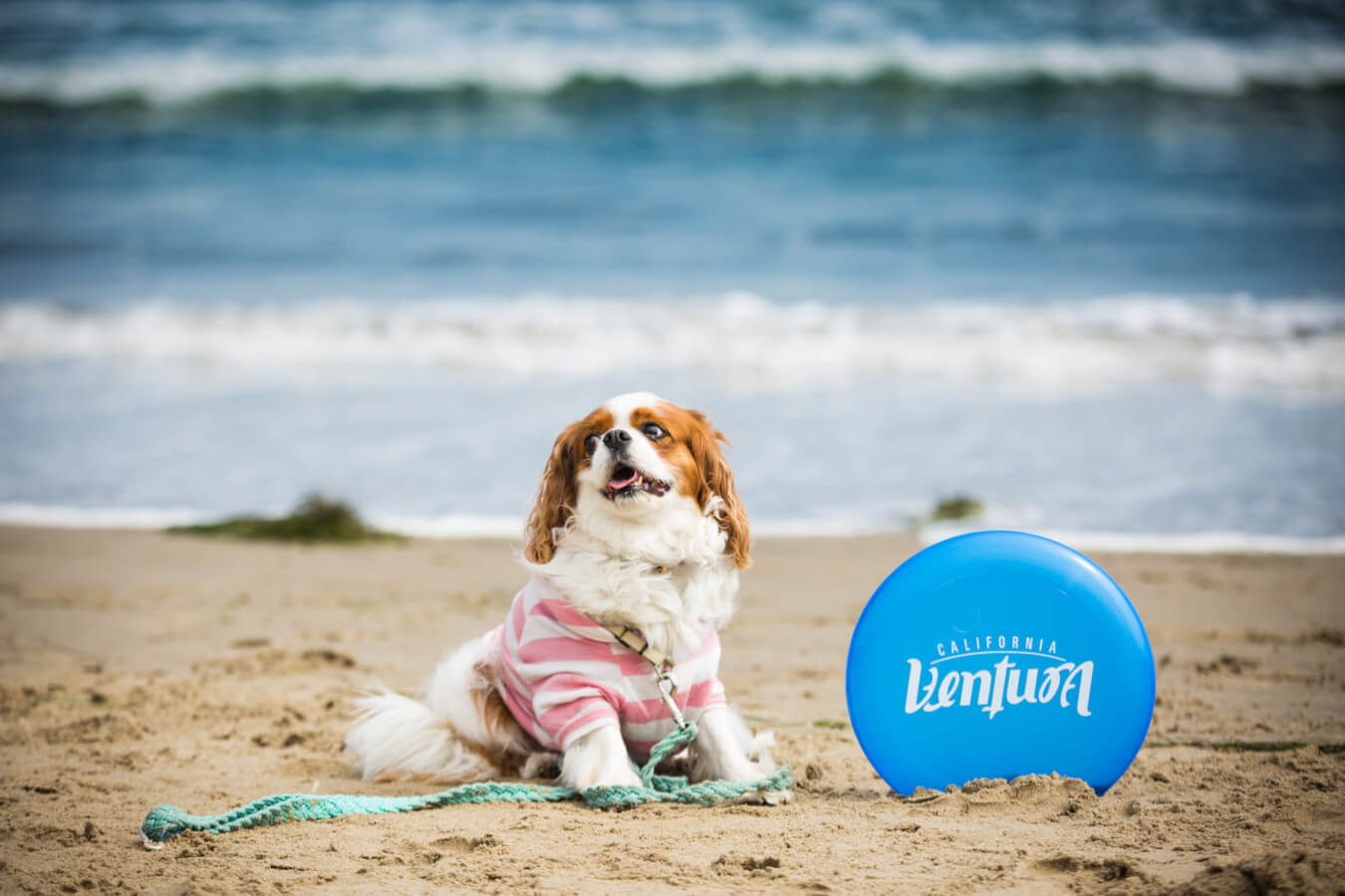 What Can I Do With My Dog in Ventura?  Dog with Ventura frisbee