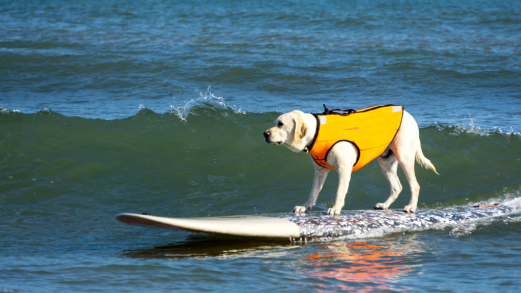 A Beginner's Guide to Surfing in Ventura 26620054504_facbf9d160_k