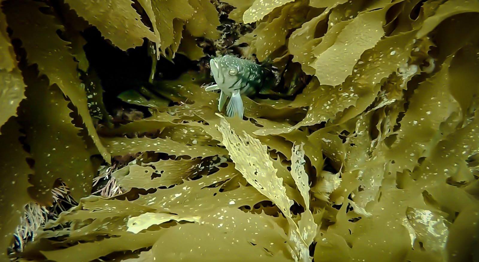 Diving at Channel Islands National Park diving at the channel islands fish kelp