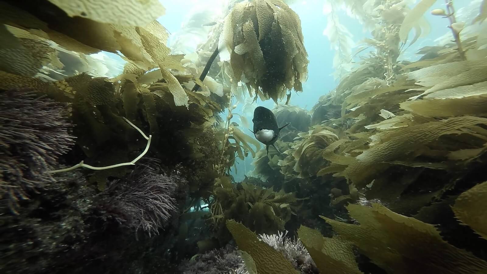 Diving at Channel Islands National Park Diving sheephead anacapa island