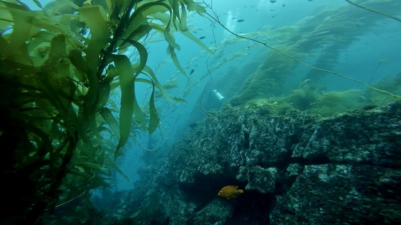 Diving at Channel Islands National Park Channel Islands Scuba Diving