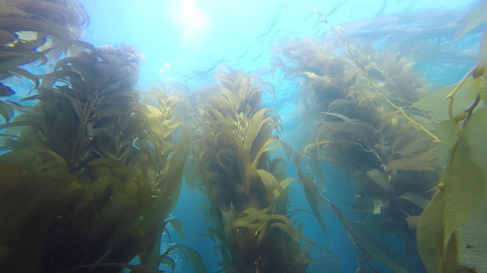 Diving at Channel Islands National Park See Ocean kelp when Channel Islands Scuba Diving