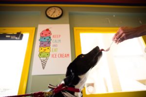 How Dog-Friendly is Ventura? coastal cone ventura harbor village