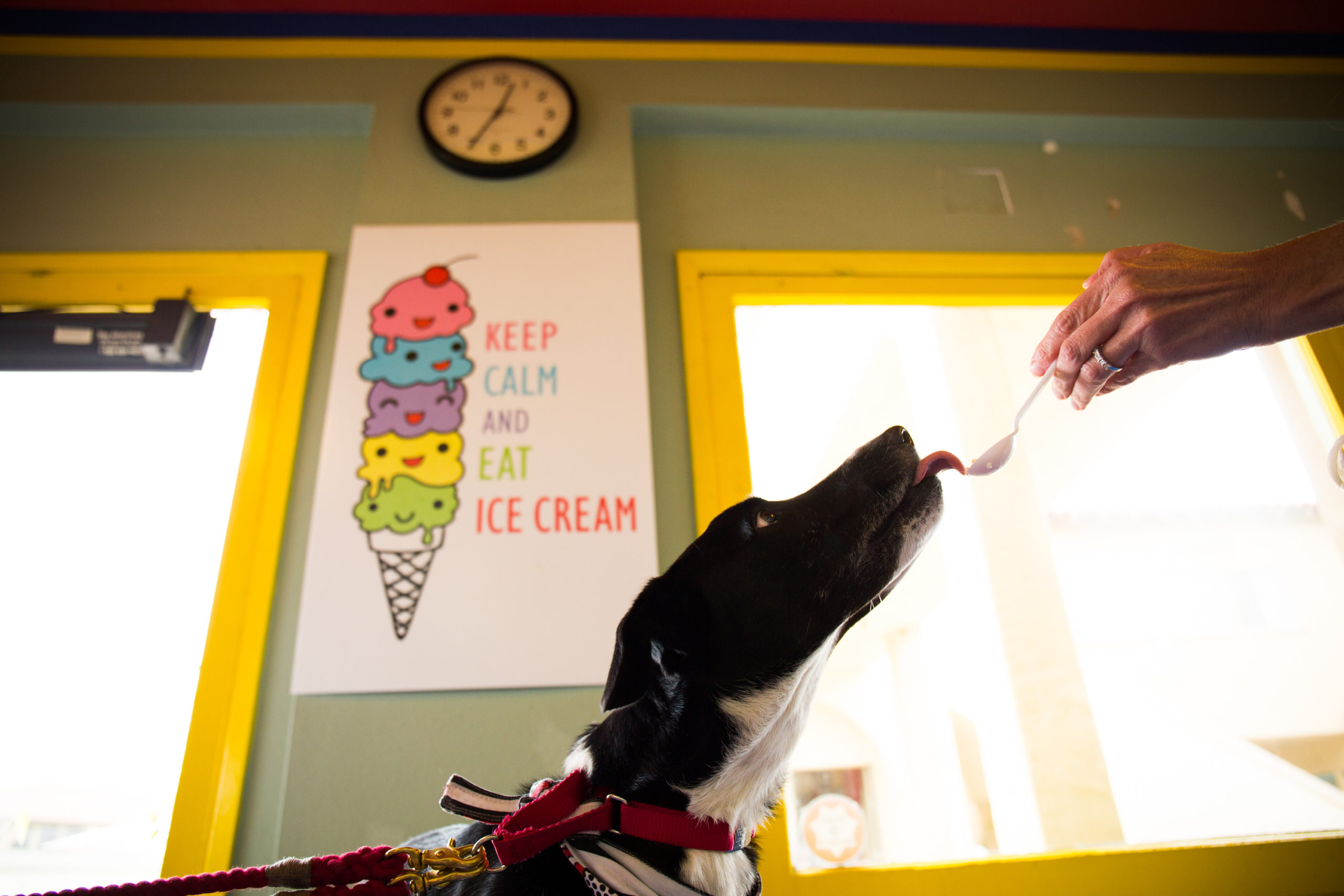 7 Reasons Why Your Dog Needs A Ventura Vacation (With You). 7 Reasons Why Your Dog Needs A Ventura Vacation (With You).