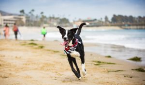A Dog's Dream ventura beach dog friendly