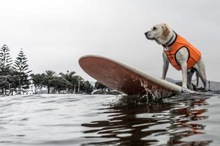 Haole on a board