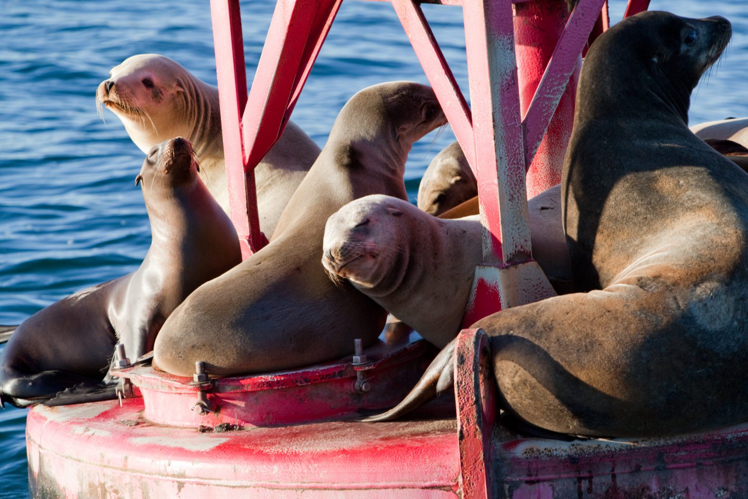 Ten Fun Facts about Channel Islands National Park Ten Fun Facts about Channel Islands National Park