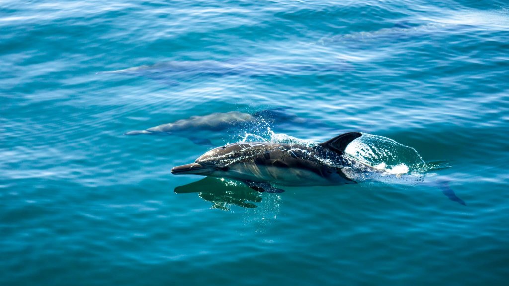 Seven Reasons Why Ventura is the Perfect Getaway Seven Reasons Why Ventura is the Perfect Getaway