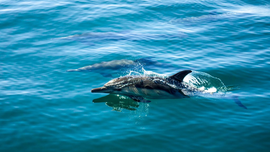 Dolphin at the islands