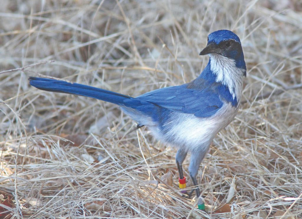 5 Things to Do on Santa Cruz Island Island scrub jay are edemic to Santa Cruz Island