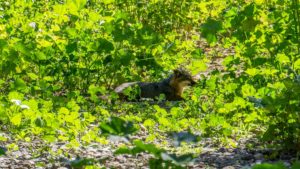 Majestic Channel Islands channel islands national park island fox ventura