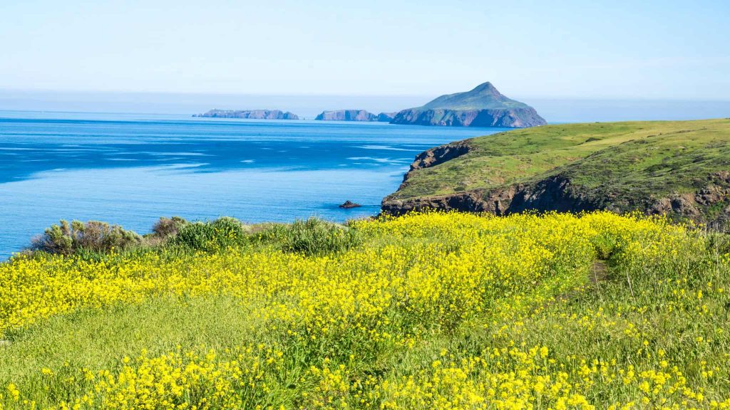 What to Do at Channel Islands National Park Flowers on Santa Cruz Island, California Super Bloom in Ventura