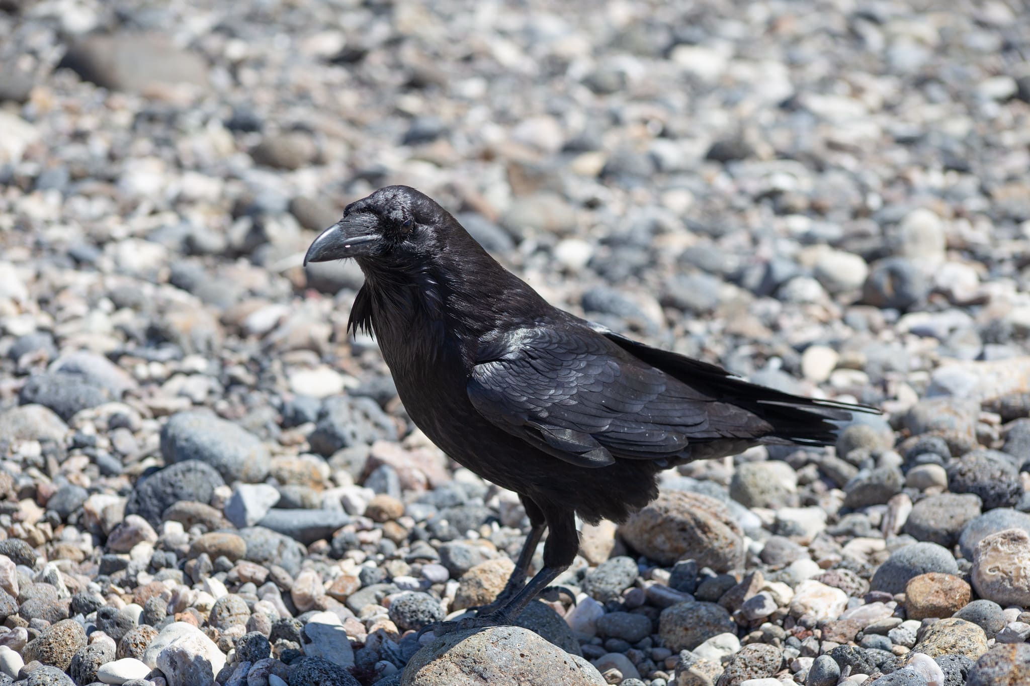 5 Things to Do on Santa Cruz Island Common Raven on Santa Cruz Island