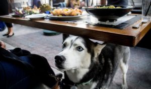A Dog's Dream dog ventura pet friendly