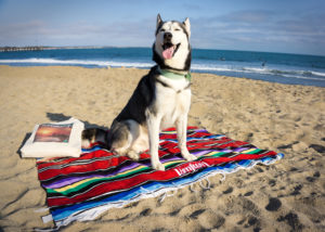 Car-Free Ventura: Pet-friendly Edition Car-Free Ventura: Pet-friendly Edition