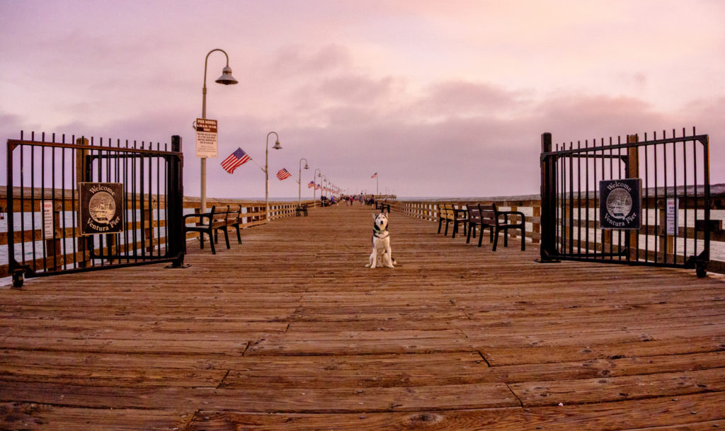 Paradise on a Budget dog on Ventura pier