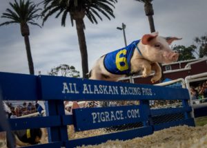 How to have a perfect day at the Ventura County Fair ventura county fair pig races