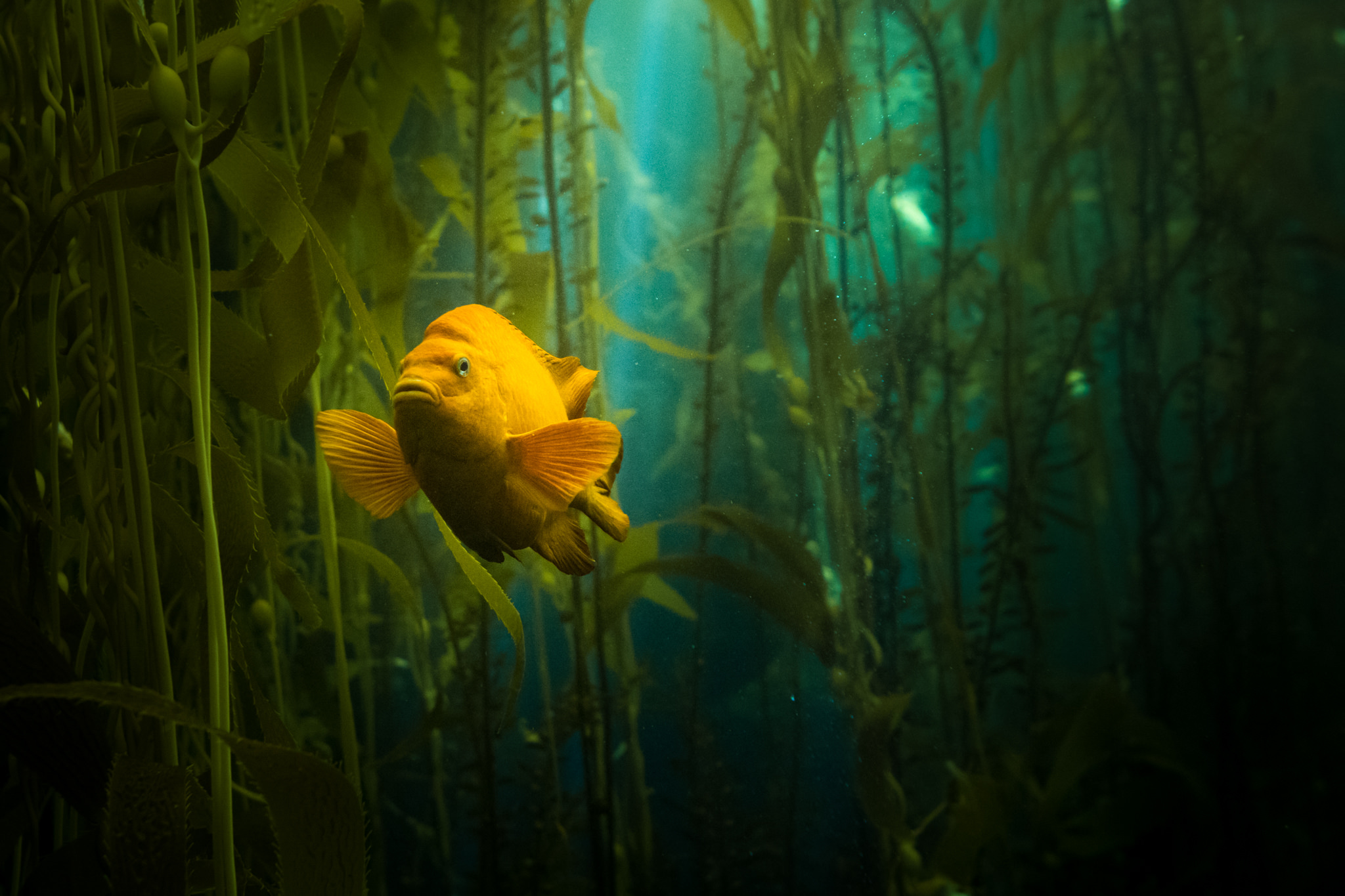 Ventura Weather: What to Expect Each Season Diving at Channel Islands National Park by Jack Burleigh