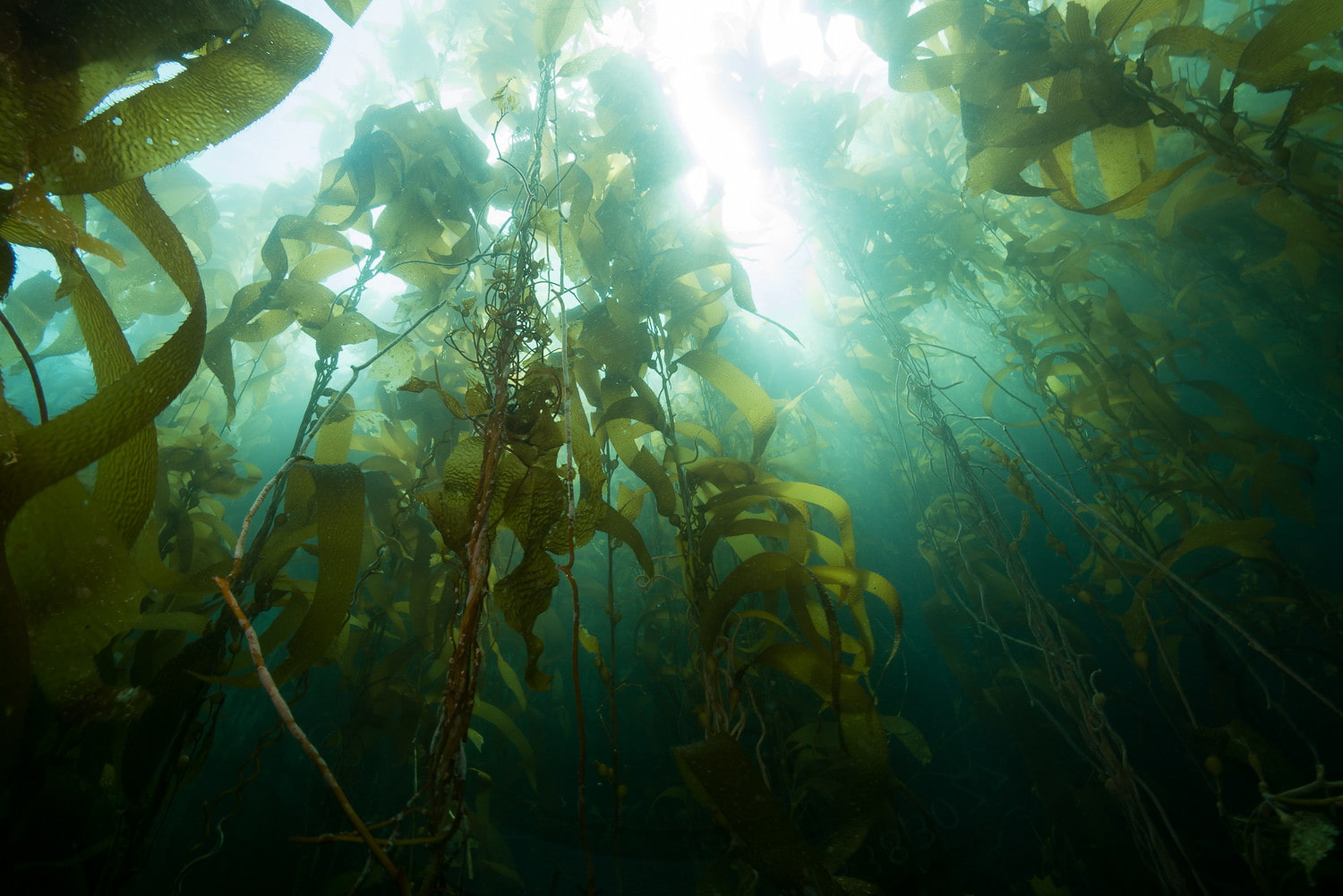 5 Things to Do on Santa Cruz Island Snorkeling and diving through the kelp forest Santa Cruz Island