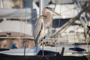 Ventura River Estuary great heron ventura harbor river