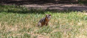 17 reasons you should NEVER take your kids to Ventura, CA island fox channel islands national park ventura