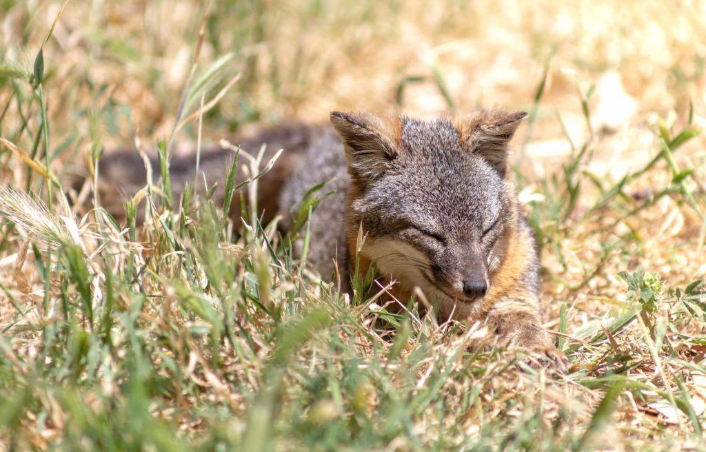The Ultimate Ventura Travel Guide and California Road Trip Island Fox Santa Cruz island Ventura California