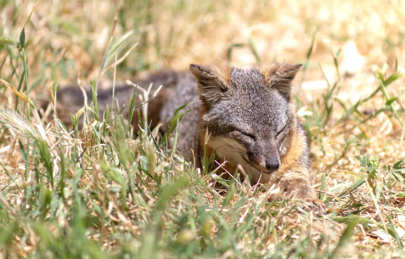 Perfect Weekend Itinerary at Ventura Harbor Village Island Fox Santa Cruz island Ventura California
