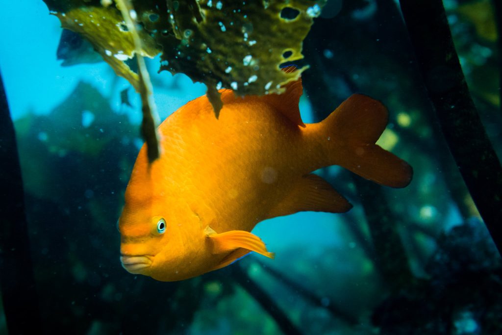 5 Things to Do on Santa Cruz Island Garibaldi fish Santa Cruz Island