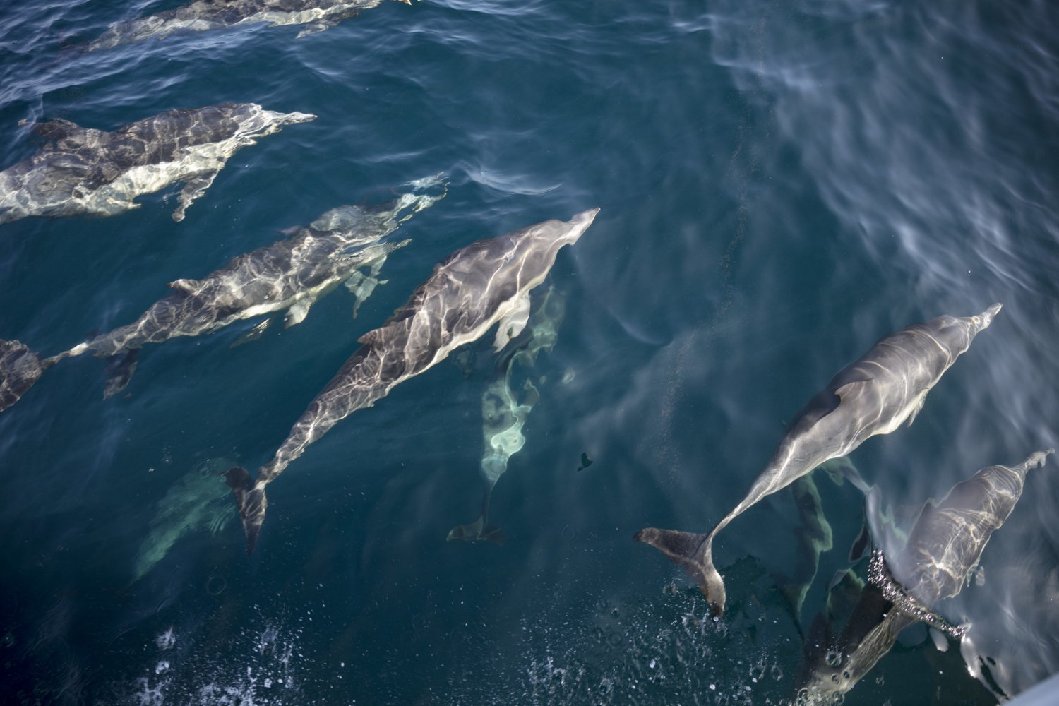 Ten Things You Didn’t Know About Ventura’s Magical Dolphins Ten Things You Didn’t Know About Ventura’s Magical Dolphins