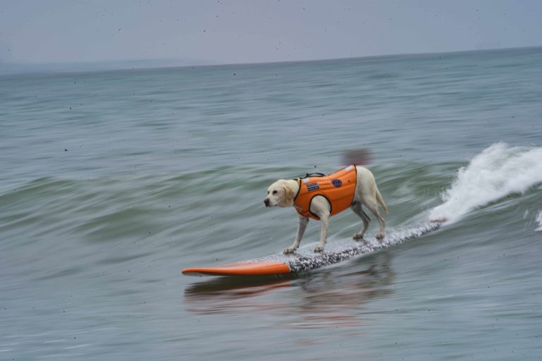haole catching a wave