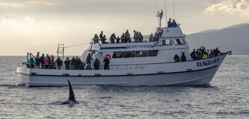 Fourteen Extraordinary Things About Ventura’s Whales Island packers