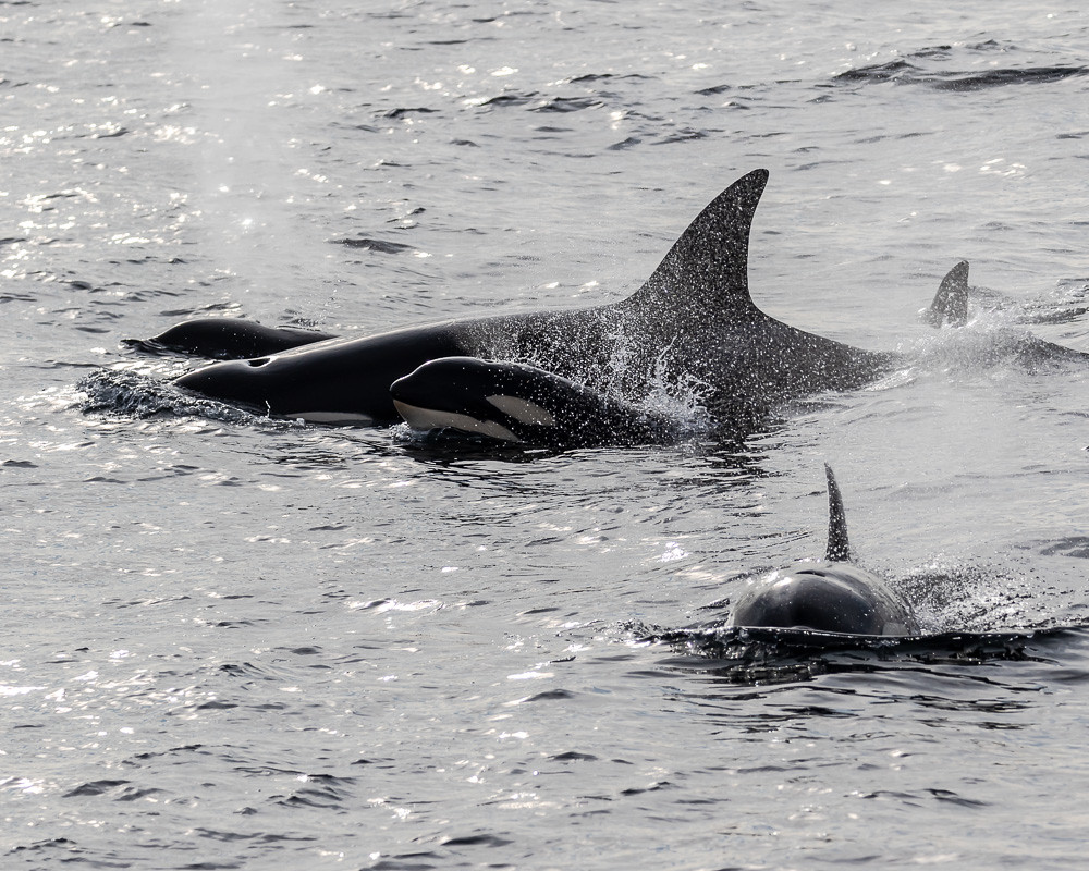 Fourteen Extraordinary Things About Ventura’s Whales Orca whales with babies