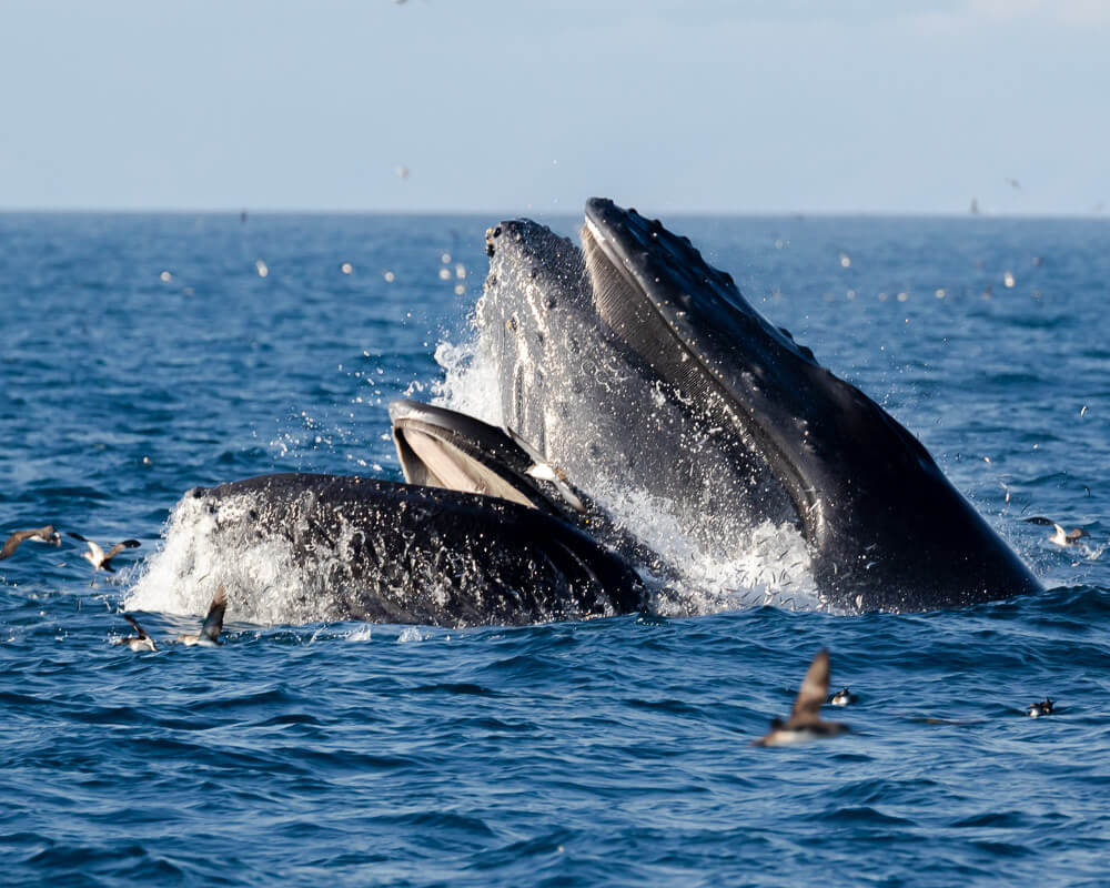 Whale Watching Around Ventura & the Channel Islands Whale watching Ventura California