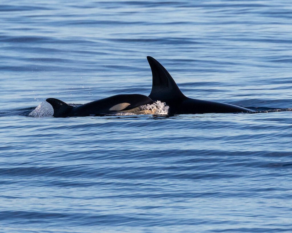 When Can You See Orcas Off Ventura? And Plenty More Fun Facts When Can You See Orcas Off Ventura