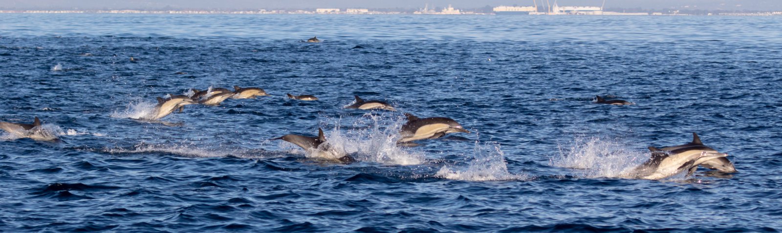 Ten Things You Didn’t Know About Ventura’s Magical Dolphins Ten Things You Didn’t Know About Ventura’s Magical Dolphins