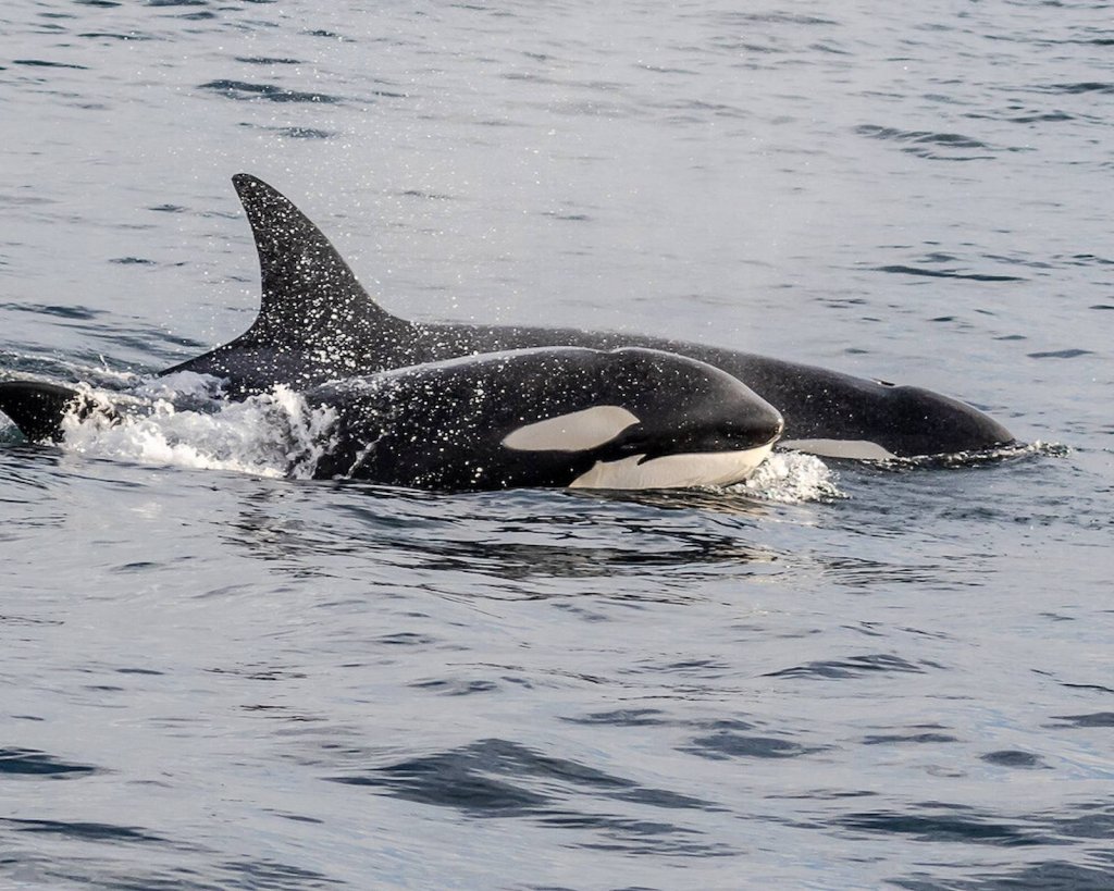When Can You See Orcas Off Ventura? And Plenty More Fun Facts When Can You See Orcas Off Ventura? And Plenty More Fun Facts
