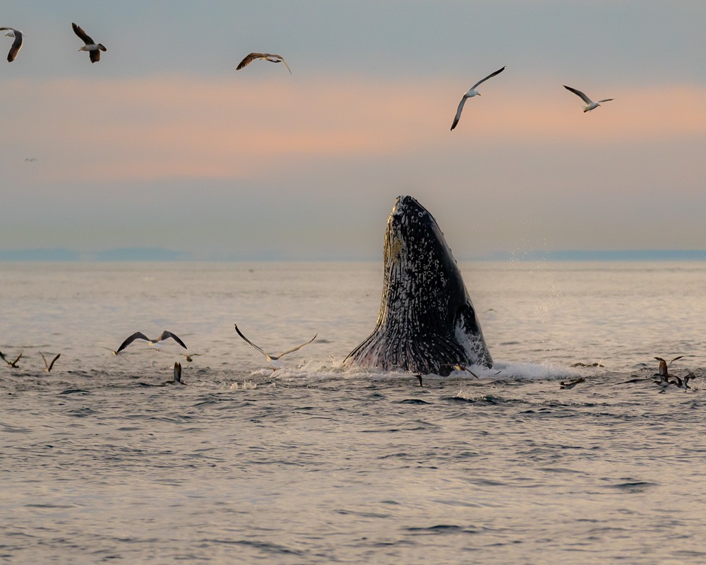 What's Happening in Ventura in October? What's Happening in Ventura in October?