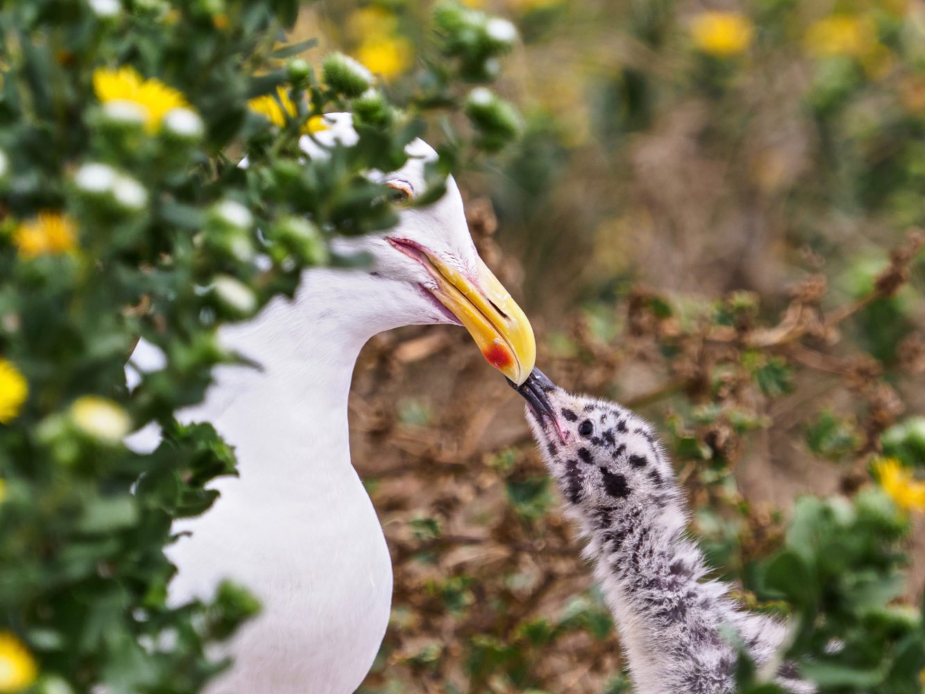 Ten Fun Facts about Channel Islands National Park Ten Fun Facts about Channel Islands National Park