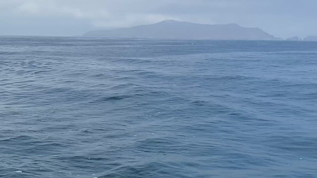 Summer's Here, and the Time is Right for Blue Whales off Ventura Humpback Breaching by Lotti Keen