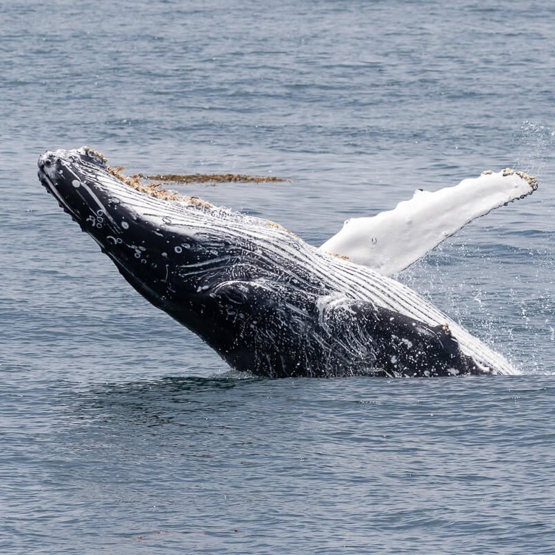 5 Things to Do this Holiday Season in Ventura Whale breaching Ventura California